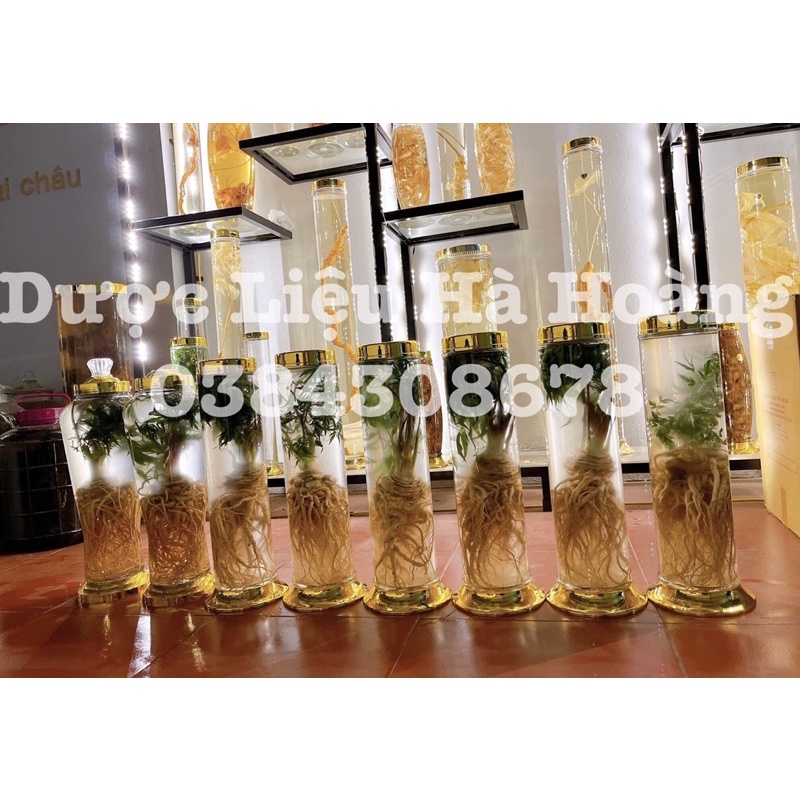 1kg Sâm Đương Quy tươi Lai châu