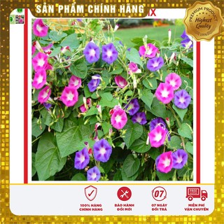Hạt Giống Hoa Leo Bìm Bìm Mix 50 Hạt
