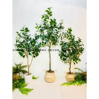 Cây lá chanh giả - Cây chanh trang trí nhà cửa cao cấp ( size 85cm,130cm,165cm) -Hằng decor
