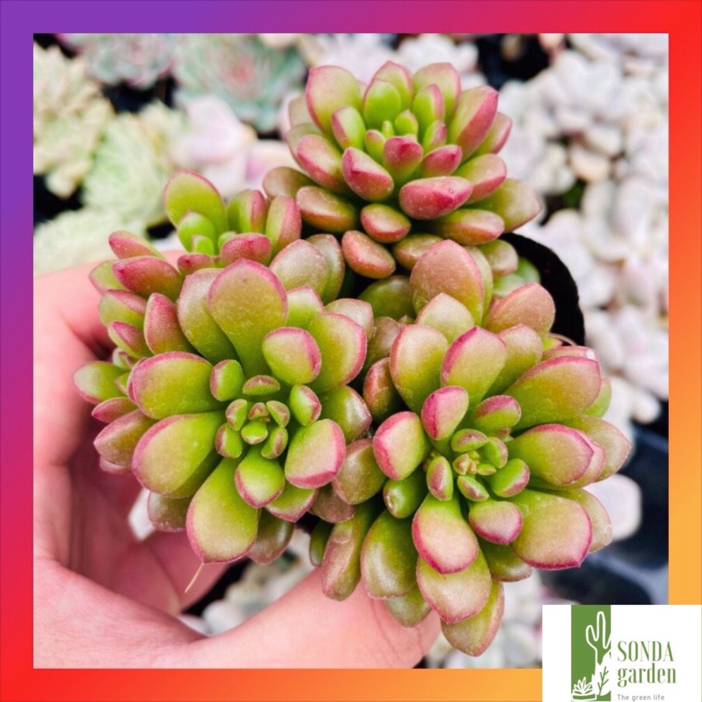 Sen đá sedum cam SONDA GARDEN ép màu full nắng mưa size bé 5-8cm, lỗi 1 đổi 1