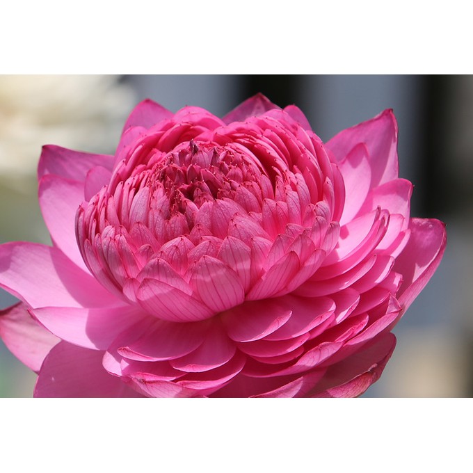 5h hạt giống sen bách diệp - Mix màu ( Nelumbonaceae )