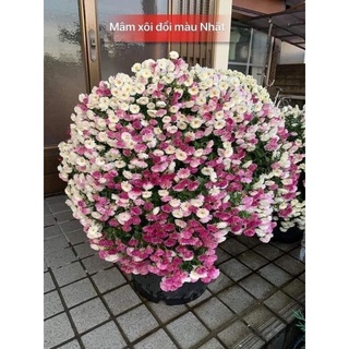 Cây giống cúc mâm xôi nhật đổi màu