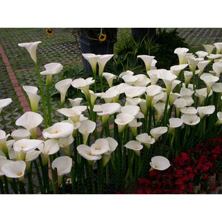 CỦ GIỐNG HOA RUM TRẮNG CỰC ĐẸP,hoặc mixx màu tùy chọn  CỦ XỊN - CGHRT