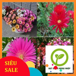 Gói 30 hạt giống hoa mười giờ nam phi nhiều màu ( cúc cầu vồng) HAT F1