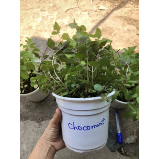 [Cây gia vị] - Chậu cây Bạc hà Chocomint - Bạc hà socola - Trang Flowers