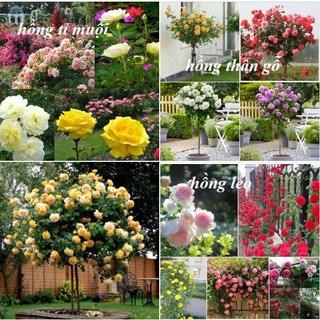 Combo 3 gói hạt giống hoa hồng mix ( hồng leo + hồng thân gỗ + hồng tỉ muooiu + kèm 1 gói kíchhạt nảy mầm )
