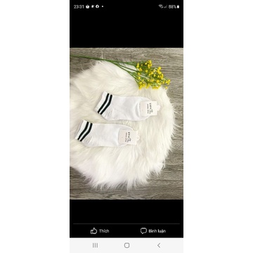 Sỉ 5  đôi vớ chân cotton. 5 màu