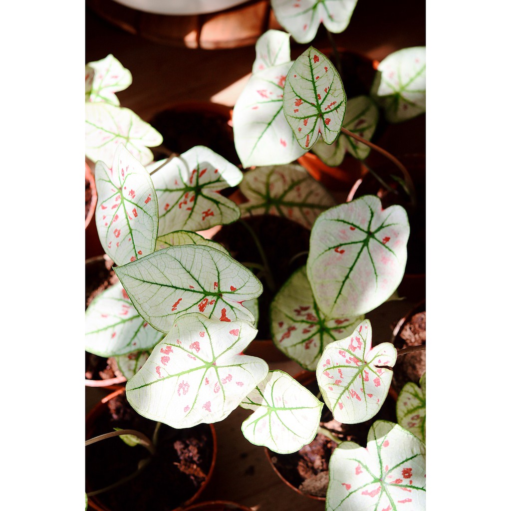Chậu cây Caladium Strawberry Star - Môn Kem Dâu Tây hàng thuần khí hậu Việt Nam