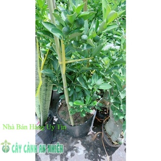 Cây Tắc Cho Sai Trái