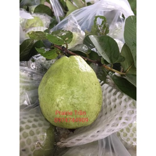 Ổi Thanh Hà - Hải Dương