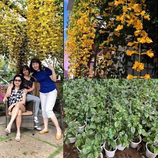 Cây lan hoàng dương leo giàn