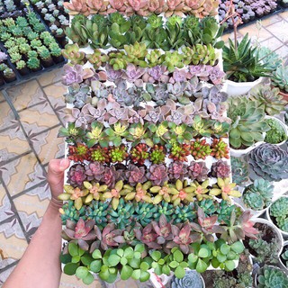 Sen đá , cây sen đá ( Gửi cây ngẫu nhiên )