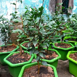 HOA TRÀ MY – CÂY GIỐNG NHẬP KHẨU