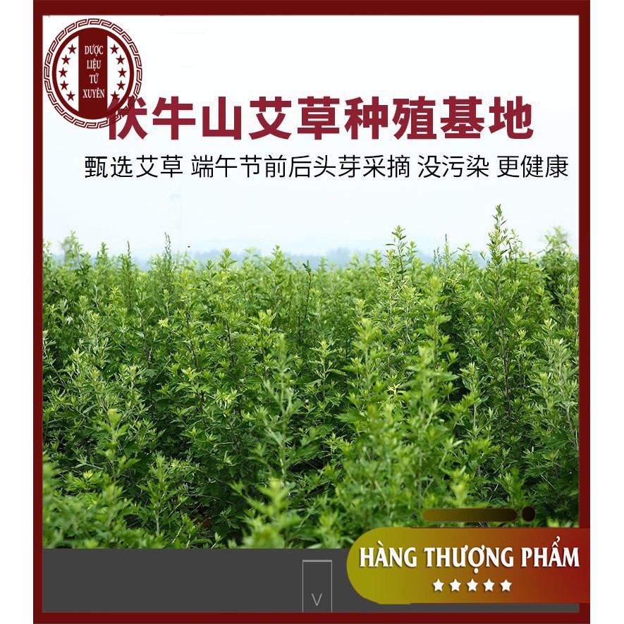 SÉT 50 ĐIẾU NGẢI ĐOẠN CHẤT LƯỢNG CAO