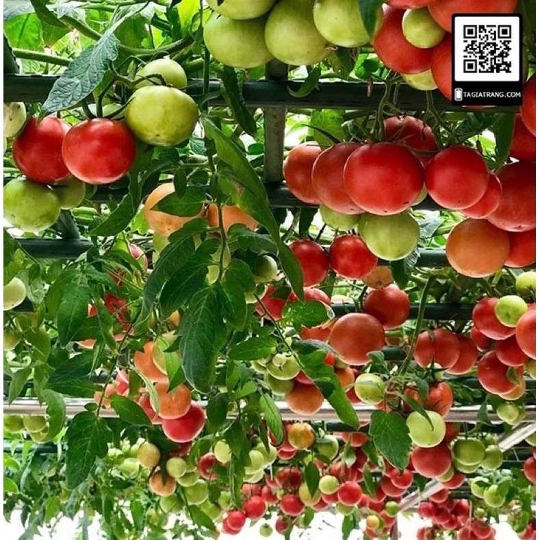 Hạt giống cà chua leo giàn bạch tuộc siêu quả F1