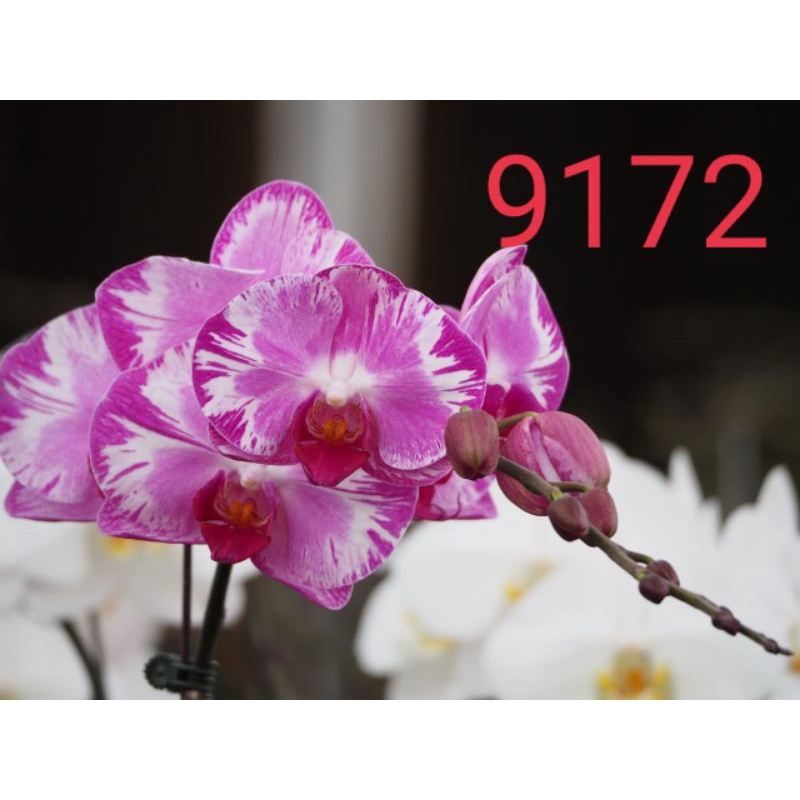 lan hồ điệp màu 9172
