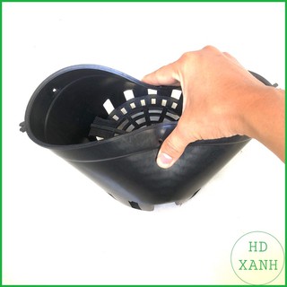 chậu lan đen f16