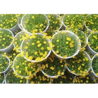 Gói 0.1g Hạt giống hoa cúc sao băng