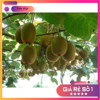 HẠT GIỐNG QUẢ KIWI 30 HẠT LUCKY.VN