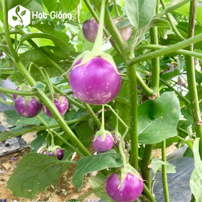 1GR - HẠT GIỐNG CÀ PHÁO TÍM