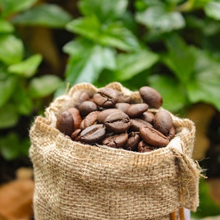 100g Hạt Cà Phê Robusta Rang mộc nguyên chất(Mẫu thử)