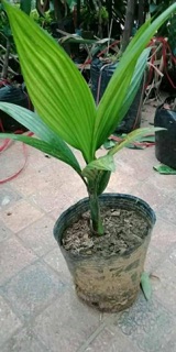 Cau ăn trầu combo 5 cây