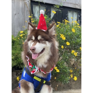 COMBO for pet - Đặt hàng theo yêu cầu