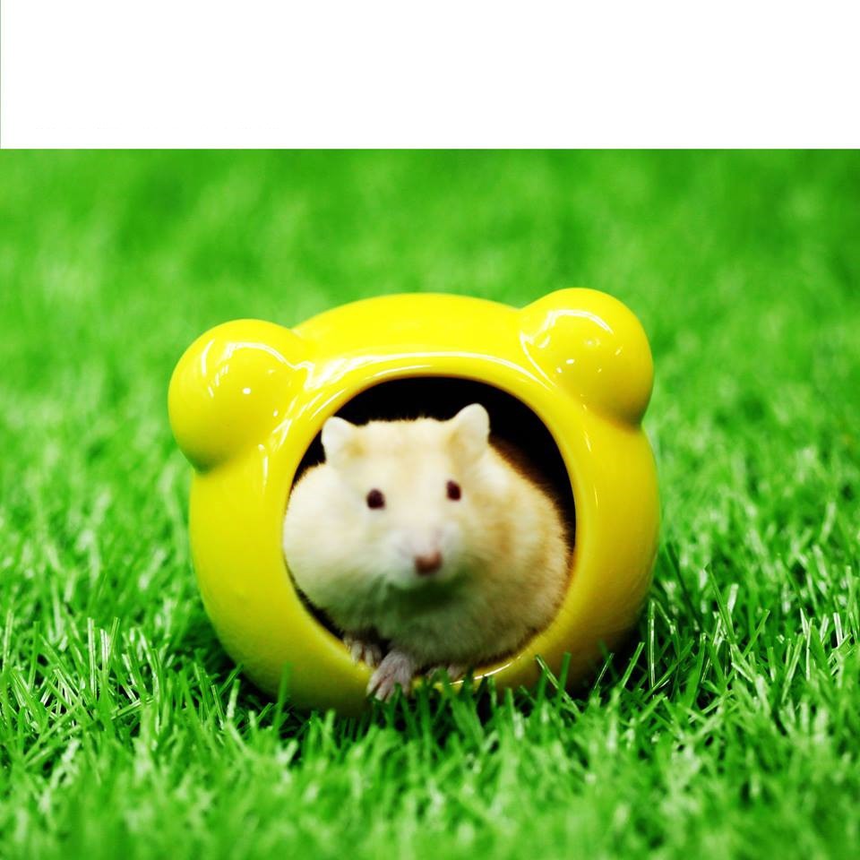 Nhà Ngủ Sứ Hamster Hình Mickey Dễ Thương - iPet Shop