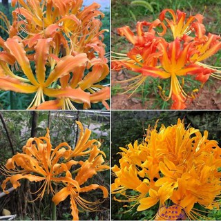 Combo 3 củ giống hoa bỉ ngạn hoa màu càng ( Kèm 3 viên nén ươm củ )