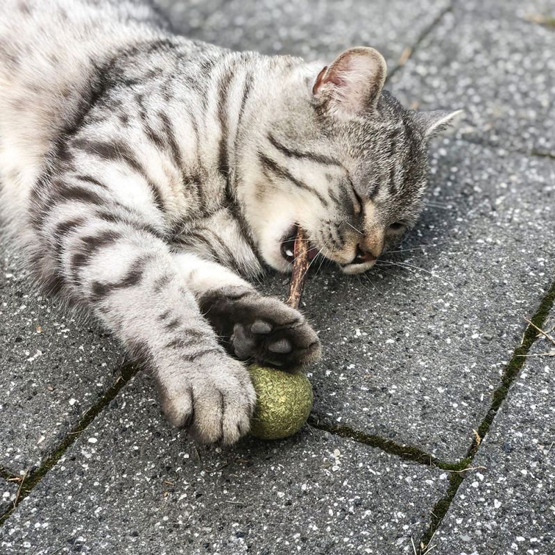 Đồ chơi cỏ mèo catnip kẹo mút nha khoa cho mèo