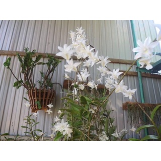 hoa lan bạch câu(1khóm 2-3thân)