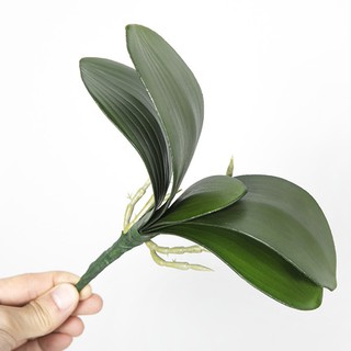 1 cụm lá lan hồ điệp
