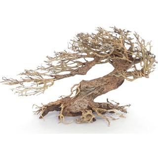 Lũa Bonsai Bạt Phong | Trang Trí Bể Thủy Sinh