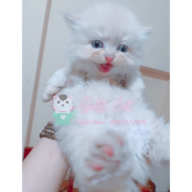 Nhau Mèo Anh Lông Ngắn thu hút tài lộc