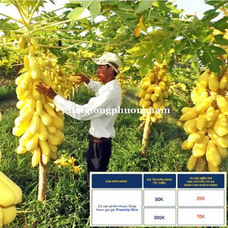 10h - hạt giống đu đủ vỏ vàng