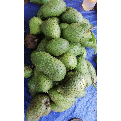 TRÀ MÃNG CẦU XIÊM 500g