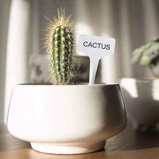Bộ 100 thẻ ghi tên đánh dấu hoa lan cây cảnh chữ T bằng nhựa ( 6 x10cm ) Thẻ Ghi Tên Cây Nhựa Cứng Cao Cấp