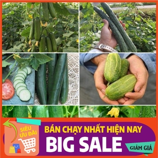 [ Hạt Giống Xanh ] 20 hạt - Hạt giống dưa chuột mix (dưa chuột béo, dưa cao sản, dưa kiếm, dưa chùm trơn, dưa bao tử)
