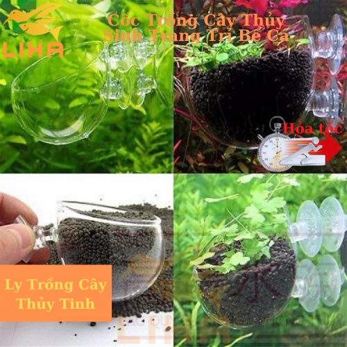 Cốc Trồng Cây Thủy Sinh Trang Trí Bể Cá, Cây Thủy Sinh