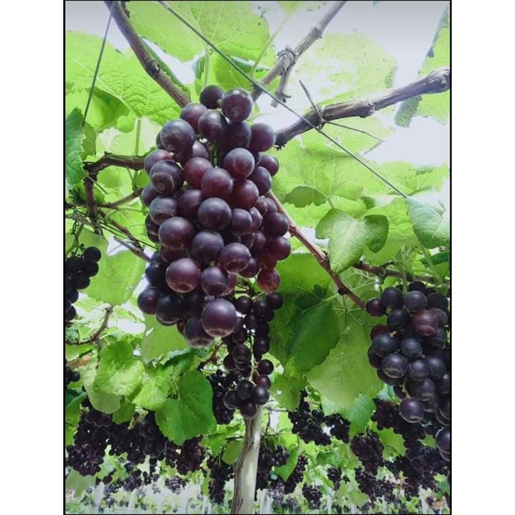 Cây Nho Kẹo Giống NH01-126