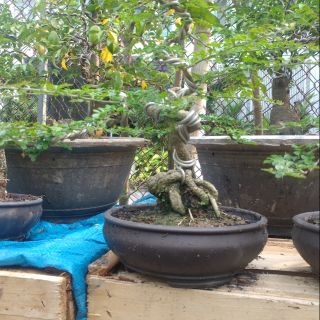 Cần thăng bonsai
