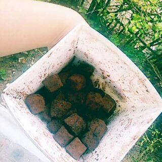 Nama choco YMF (combo 50 viên)