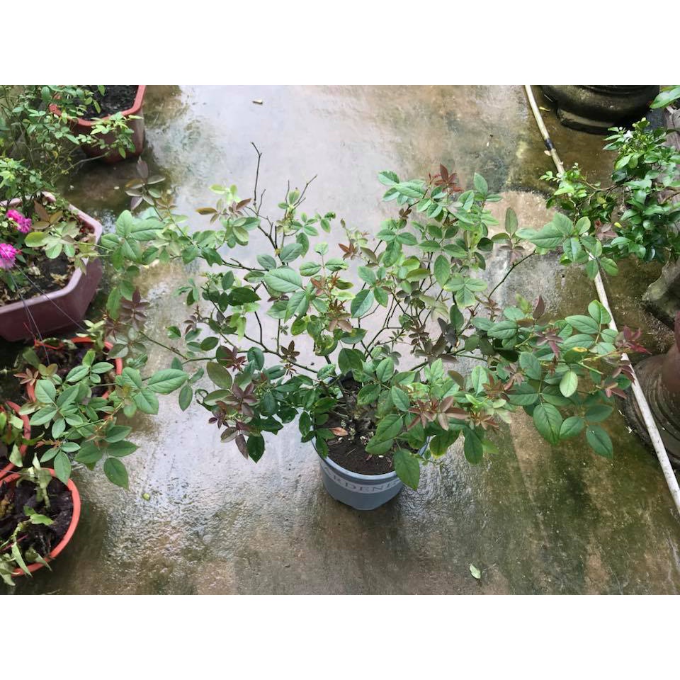 Hoa hồng ngoại Miyako rose – Hoa hồng Nhật màu hồng tuyệt đẹp-Hoangoaimelinh