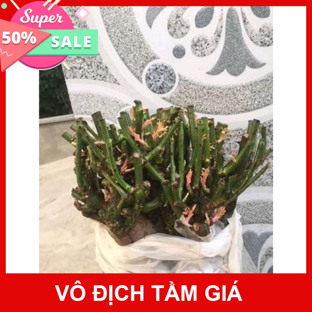 Giống Chuẩn Cây Hoa hồng ngoại