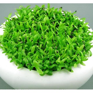 Hạt giống Cỏ may mắn - gói 1gr