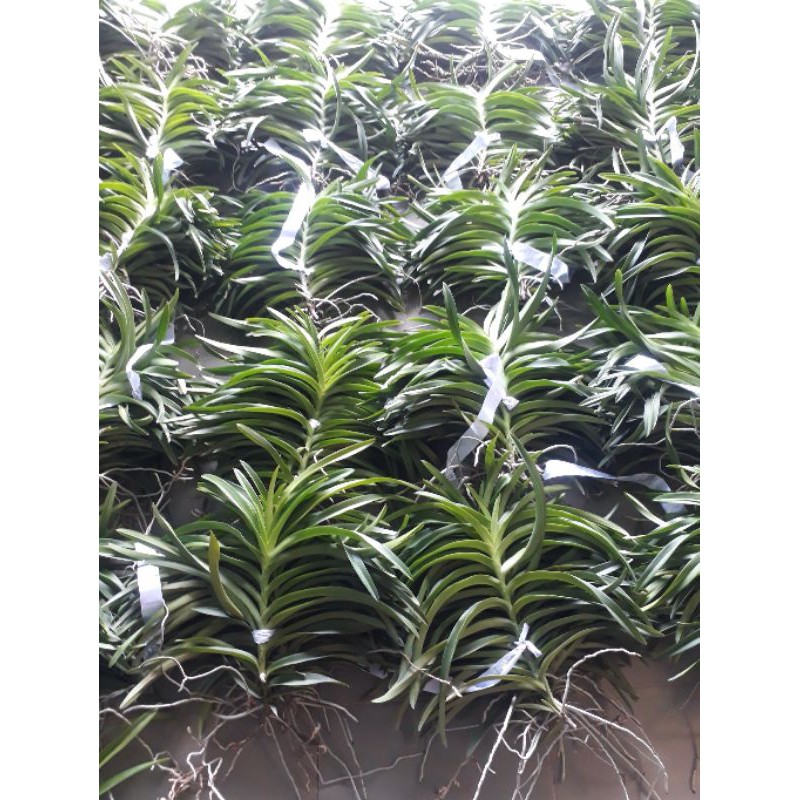 Combo 10 Cây Lan Giống Mokara cao 20-30cm nhiều màu,Đỏ,Vàng,Hồng,Tím,Trắng