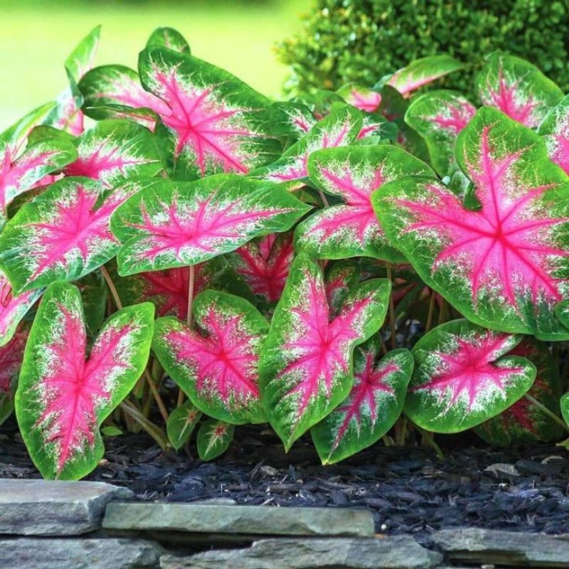 Cây môn màu Caladium Rosebud