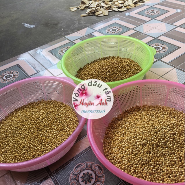 Hạt dâu tằm gốc 9
