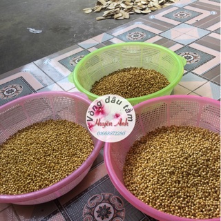 Hạt dâu tằm gốc 9