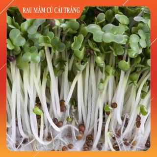 Hạt Giống Rau Mầm Củ Cải Trắng